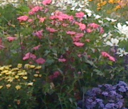 Der Herbst zeigt, dass Schönheit auch im Loslassen liegt